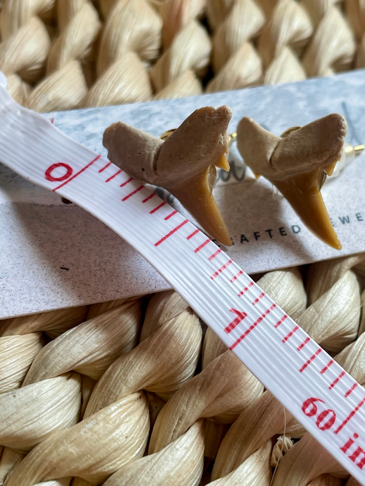 Authentic Shark Teeth Stud Earrings