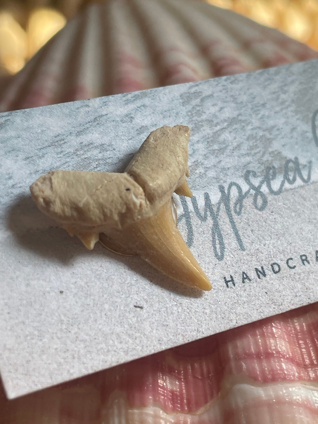Authentic Shark Teeth Stud Earrings