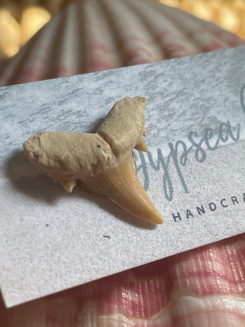 Authentic Shark Teeth Stud Earrings
