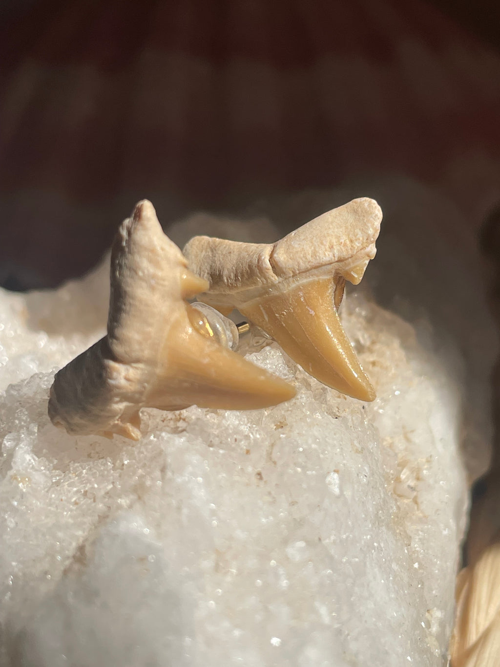 Authentic Shark Teeth Stud Earrings