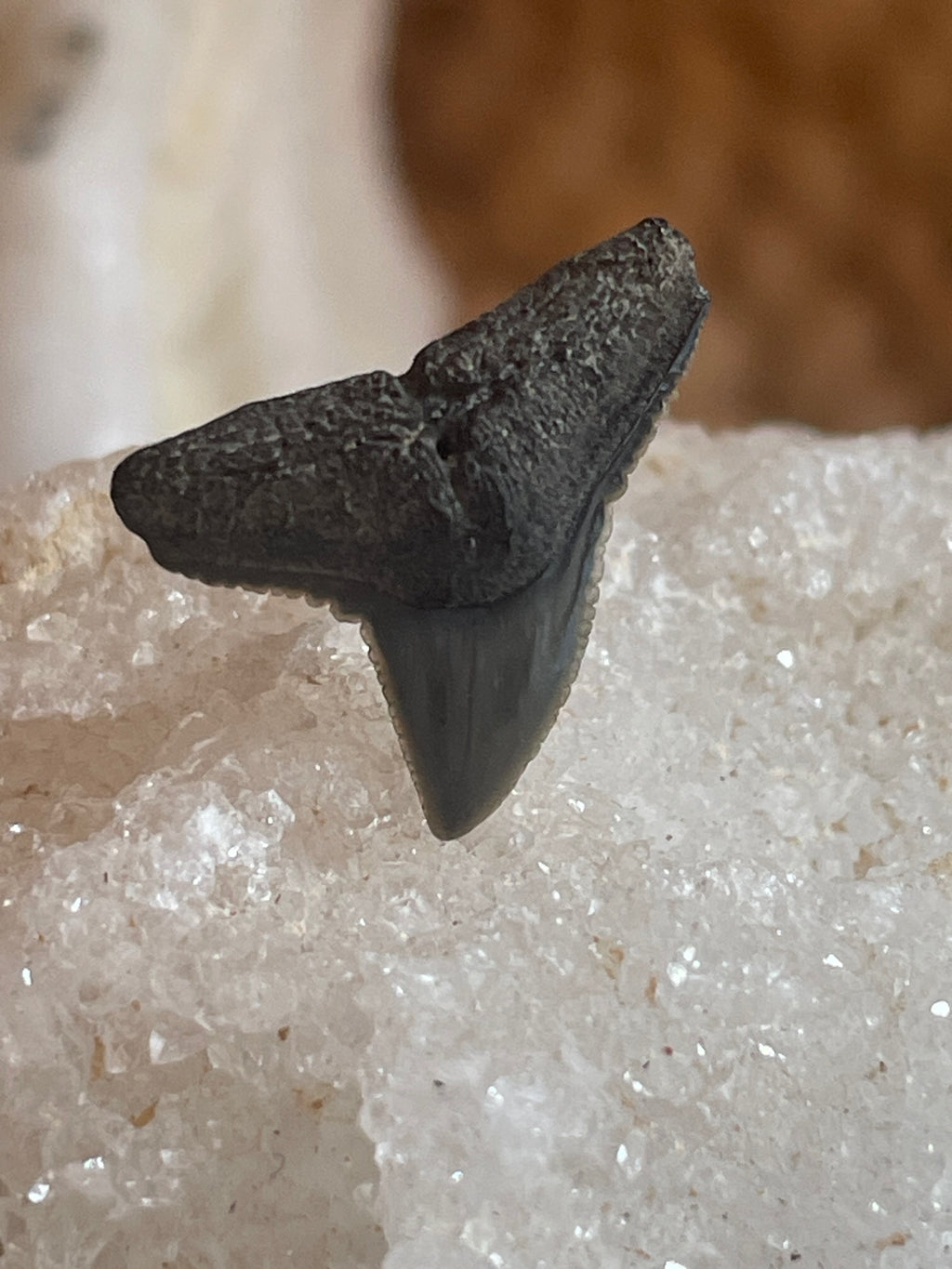 Small Fossilized Shark Teeth Studs