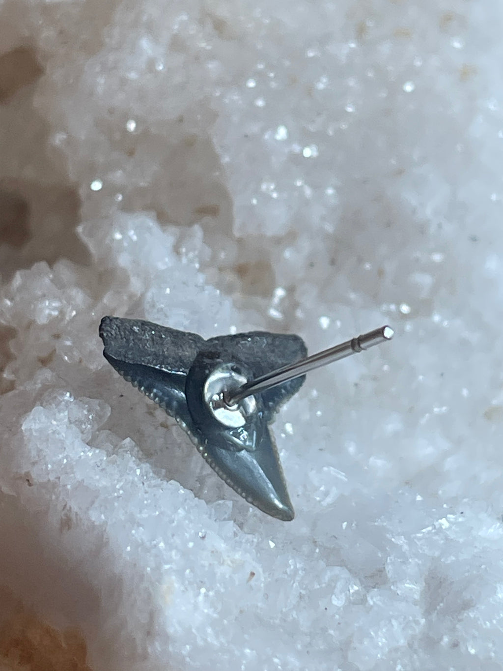 Small Fossilized Shark Teeth Studs
