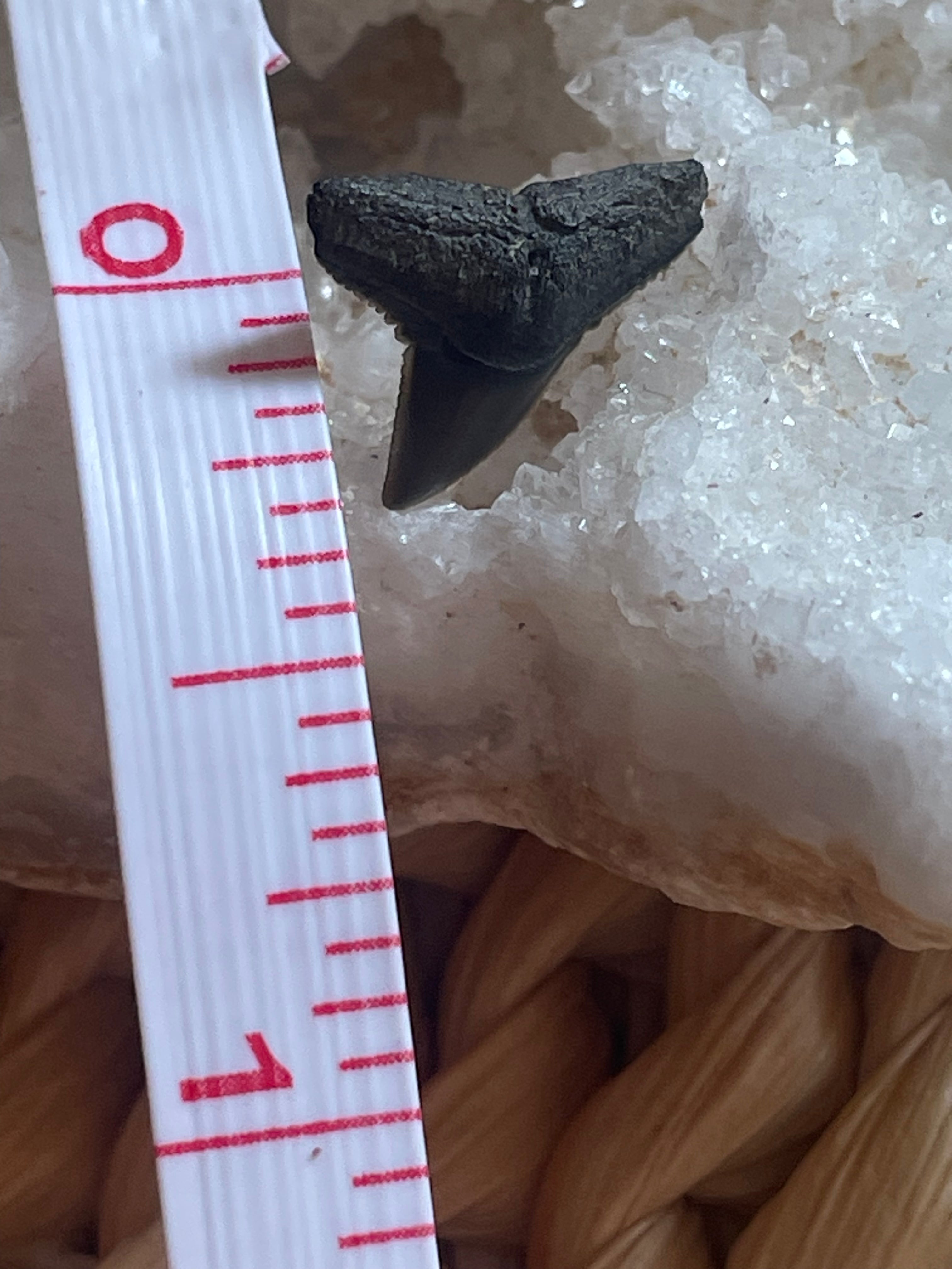Small Fossilized Shark Teeth Studs